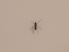Culicinae