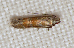 Battaristis vittella