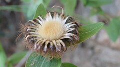 Centaurea pectinata
