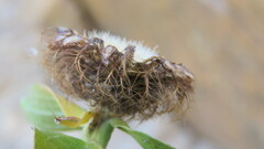 Centaurea pectinata