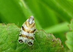 Tachycixius venustulus