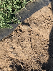 Phrynosoma blainvillii