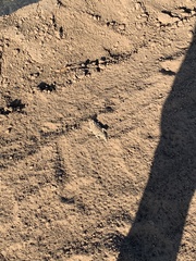 Phrynosoma blainvillii