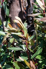 Laurophyllus capensis