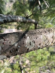 Pinus wallichiana