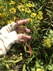 Phytomyza penstemonis