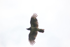 Corvus cornix