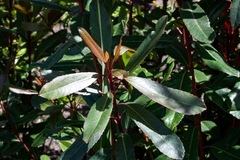 Laurophyllus capensis