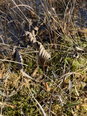 Arnoglossum plantagineum