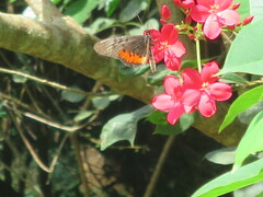 Acraea