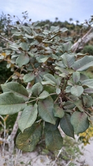 Handroanthus