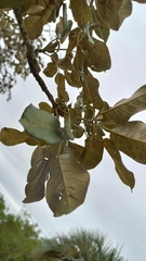 Handroanthus