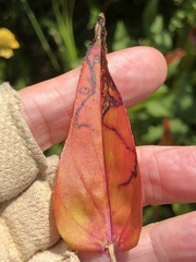 Phytomyza penstemonis