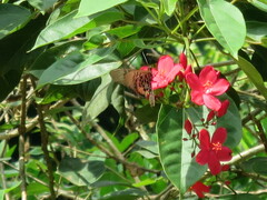 Acraea