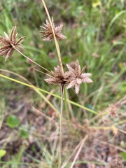 Cyperus planifolius
