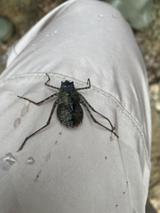 Macromia