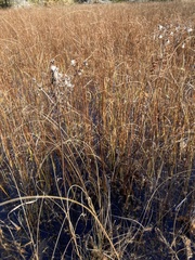 Arnoglossum plantagineum