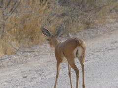 Raphicerus campestris