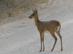 Raphicerus campestris
