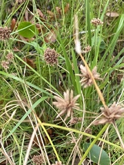 Cyperus planifolius