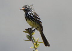 Anairetes flavirostris