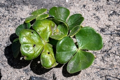 Oxalis truncatula