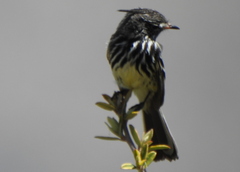 Anairetes flavirostris