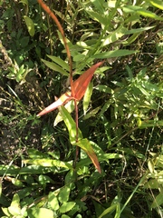 Phytomyza penstemonis