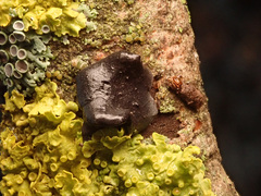 Exidia brunneola