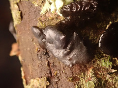 Exidia brunneola