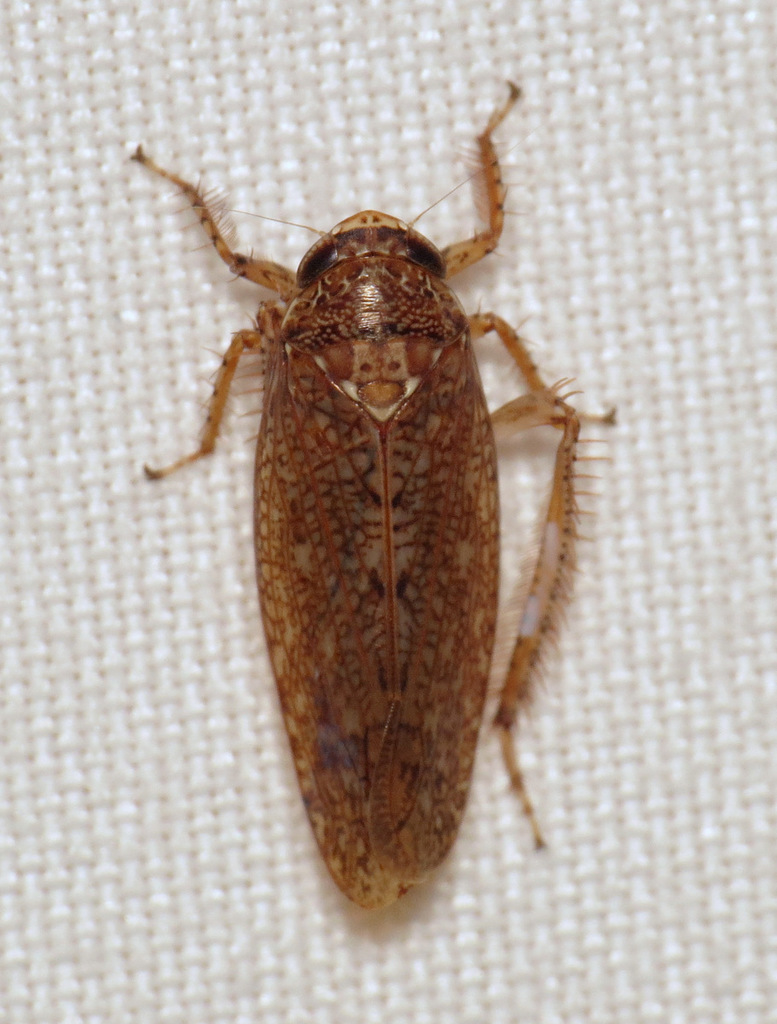 Texananus majestus