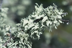 Ramalina canariensis
