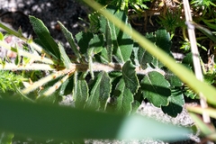 Morella diversifolia