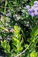 Morella diversifolia