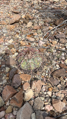 Echinocactus horizonthalonius