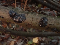 Exidia brunneola