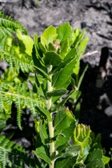 Morella diversifolia