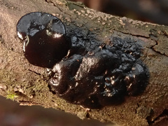 Exidia brunneola