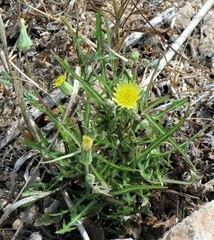 Sonchus maritimus