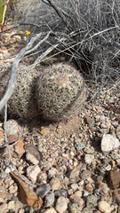 Echinomastus warnockii