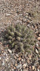 Echinocereus enneacanthus enneacanthus