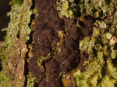 Entoleuca mammata