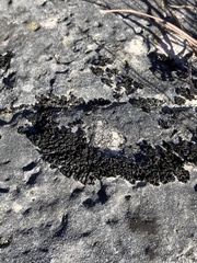 Lathagrium undulatum