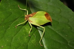 Typophyllum spurioculis