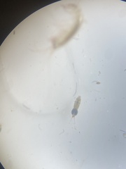 Copepoda