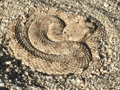 Crotalus cerastes laterorepens