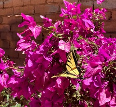 Papilio multicaudata multicaudata