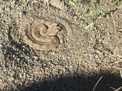 Crotalus cerastes laterorepens
