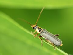 Cantharis nigricans