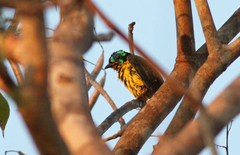 Philepitta schlegeli